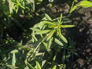 Manyfruit primrose-willow(Ludwigia polycarpa)