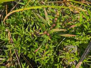 Manyfruit primrose-willow(Ludwigia polycarpa)