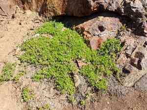 Partridgefoot(Luetkea pectinata)