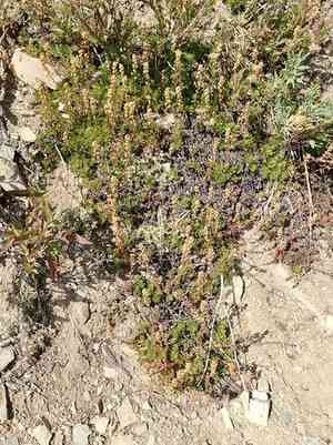 Partridgefoot(Luetkea pectinata)