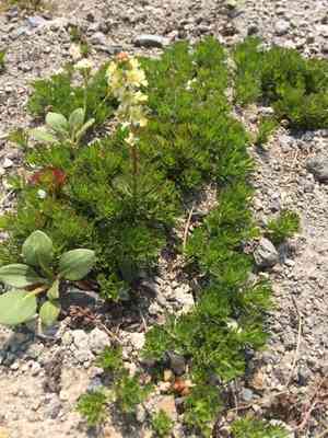 Partridgefoot(Luetkea pectinata)