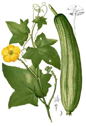 Loofah(Luffa aegyptiaca)
