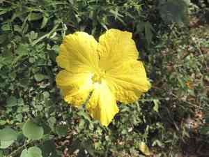 Loofah(Luffa aegyptiaca)
