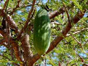 Loofah(Luffa aegyptiaca)