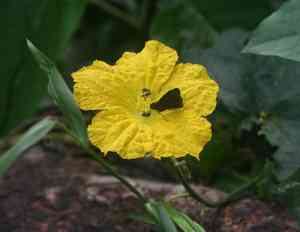 Loofah(Luffa aegyptiaca)