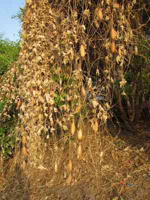 Luffa cylindrica(Luffa cylindrica)