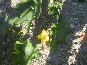 Luffa cylindrica(Luffa cylindrica)