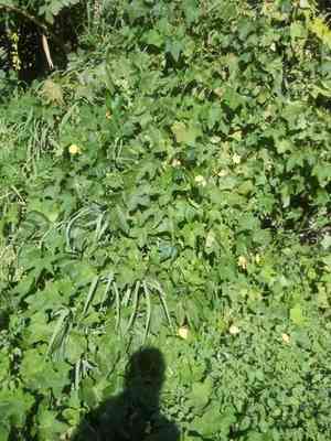 Luffa cylindrica(Luffa cylindrica)