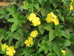 Luffa cylindrica(Luffa cylindrica)