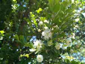 Chilean myrtle(Luma apiculata)