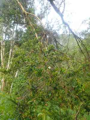 Chilean myrtle(Luma apiculata)