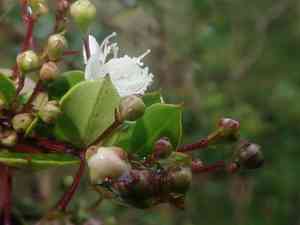 Chilean myrtle(Luma apiculata)