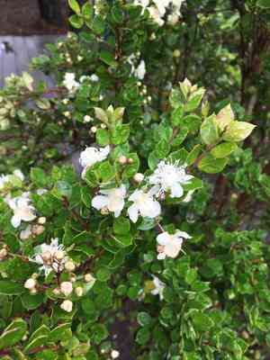 Chilean myrtle(Luma apiculata)