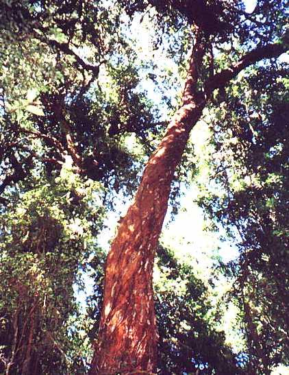Chilean myrtle