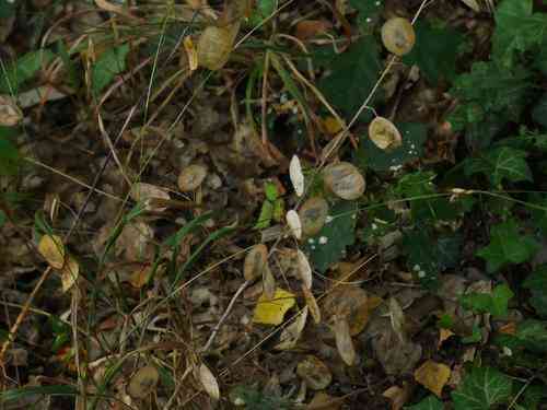 Annual honesty(Lunaria annua)