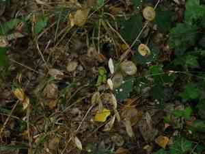 Annual honesty(Lunaria annua)