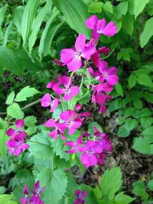 Annual honesty(Lunaria annua)