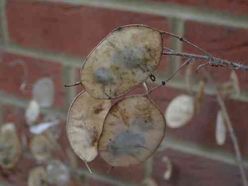 Annual honesty(Lunaria annua)