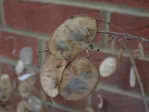 Annual honesty(Lunaria annua)
