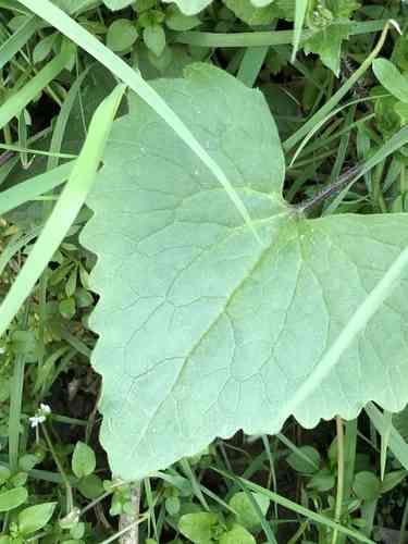 Annual honesty(Lunaria annua)