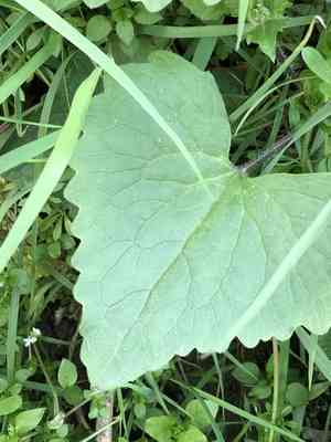 Annual honesty(Lunaria annua)