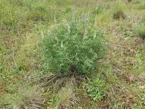 Sickle-keel lupine(Lupinus albicaulis)
