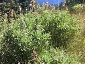 Sickle-keel lupine(Lupinus albicaulis)