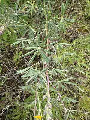 Sickle-keel lupine(Lupinus albicaulis)