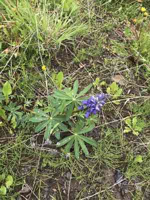 Arctic lupine(Lupinus arcticus)