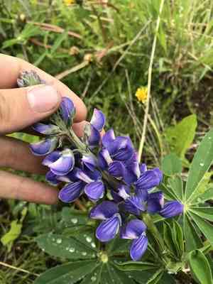 Arctic lupine(Lupinus arcticus)