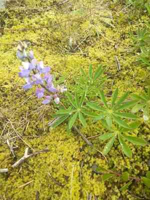 Arctic lupine(Lupinus arcticus)