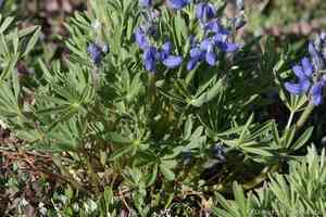 Arctic lupine(Lupinus arcticus)
