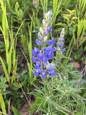 Silvery lupine(Lupinus argenteus)