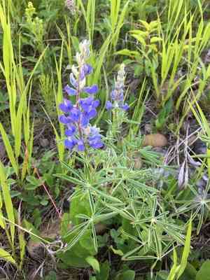 Silvery lupine(Lupinus argenteus)