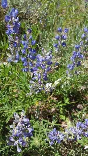 Silvery lupine(Lupinus argenteus)