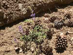 Silvery lupine(Lupinus argenteus)