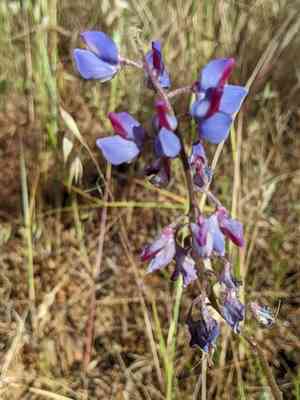 Spider lupine(Lupinus benthamii)