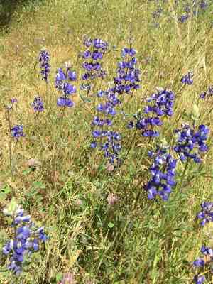 Spider lupine(Lupinus benthamii)