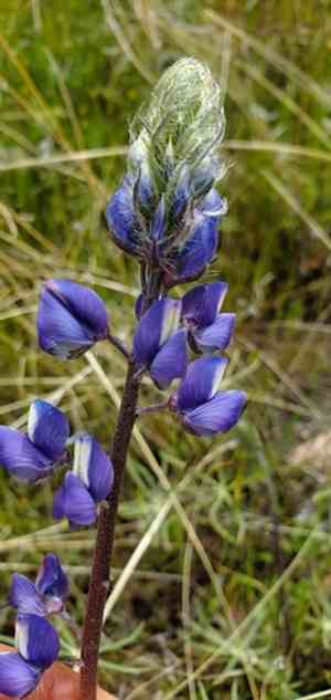 Spider lupine(Lupinus benthamii)