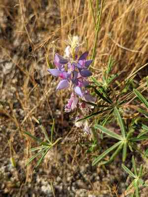 Spider lupine(Lupinus benthamii)