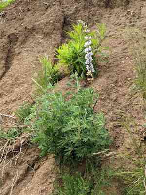 Longleaf bush lupine(Lupinus longifolius)