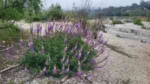 Longleaf bush lupine(Lupinus longifolius)