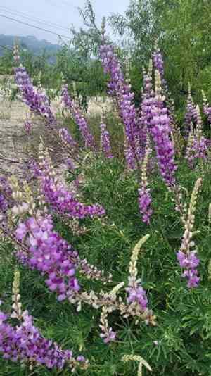 Longleaf bush lupine(Lupinus longifolius)
