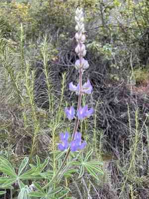 Longleaf bush lupine(Lupinus longifolius)