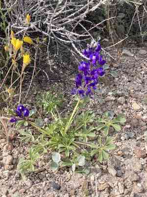 Mojave lupine(Lupinus odoratus)