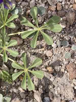 Mojave lupine(Lupinus odoratus)