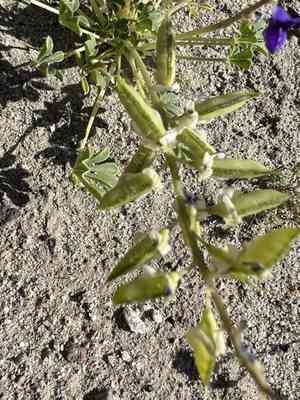 Mojave lupine(Lupinus odoratus)