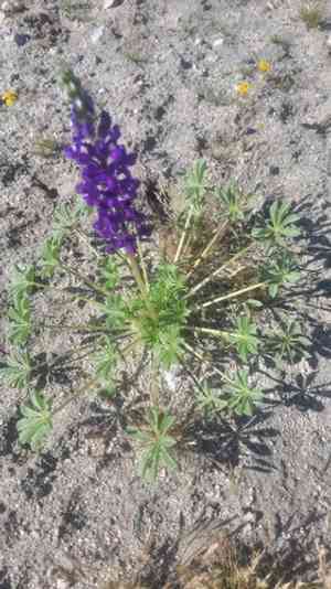Mojave lupine(Lupinus odoratus)