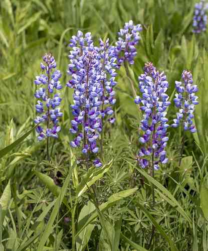 Wild Perennial Lupine(Lupinus perennis)