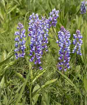 Wild Perennial Lupine(Lupinus perennis)